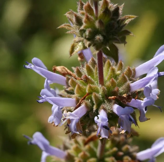 Plant Profile Black Sage