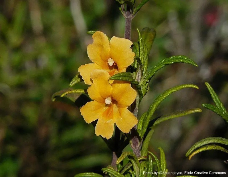 Plant Profile Sticky MonkeyFlower