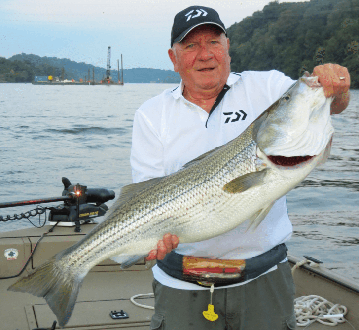 Tennessee Stripers at the Fort Loudon Dam Coastal Angler