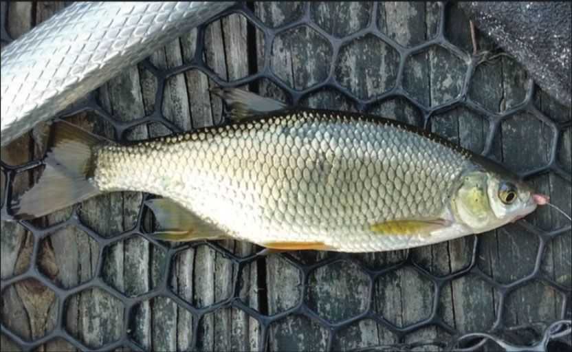 How to Preserve Your Wild Shiners Coastal Angler & The Angler Magazine