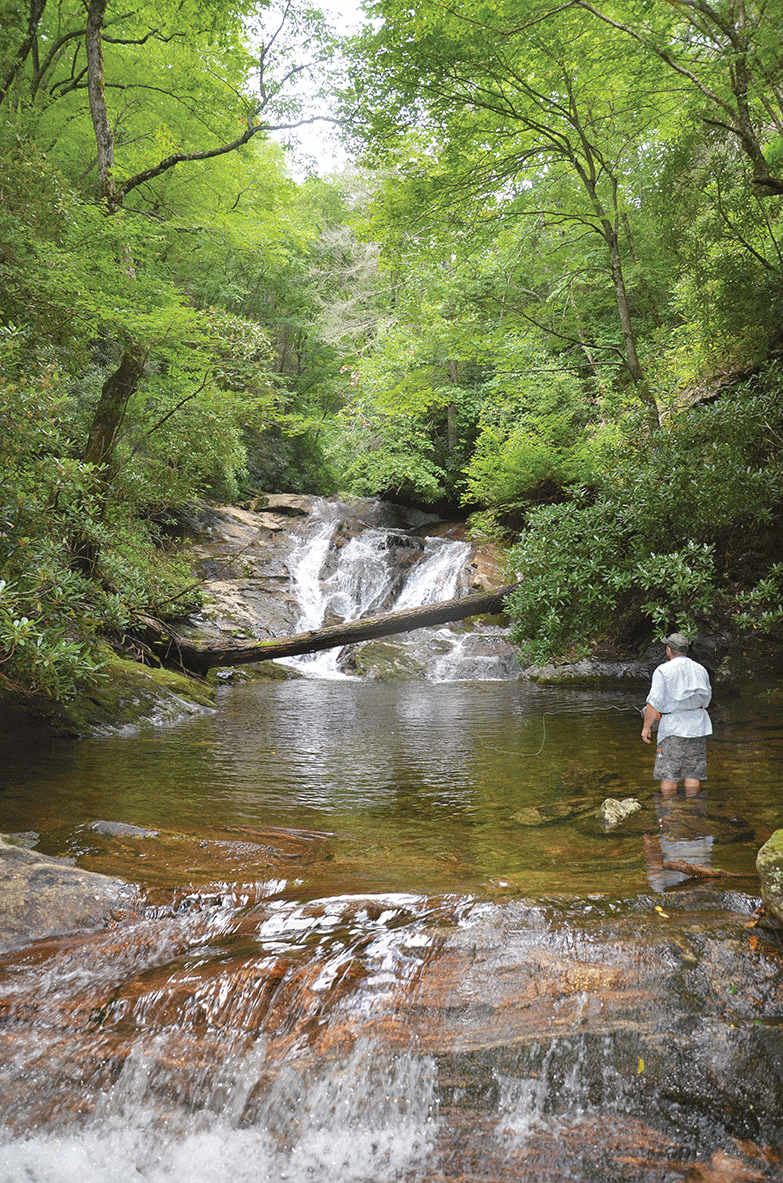 Wild Trout On The East Fork Pigeon River, N.C. Coastal Angler & The