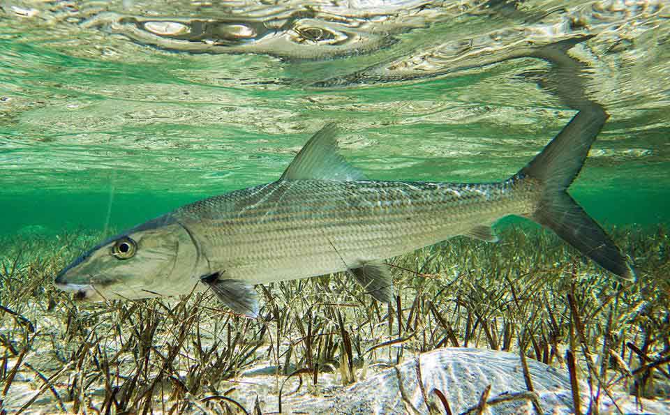 Abaco Fly Fishing Guides Association blasts new Bahamas Flats Fishing
