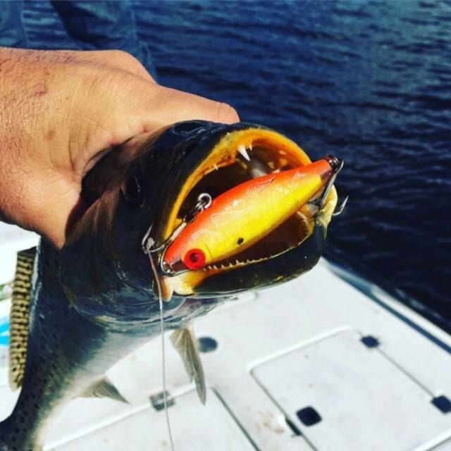 Yankeetown Fishing Report Coastal Angler & The Angler Magazine