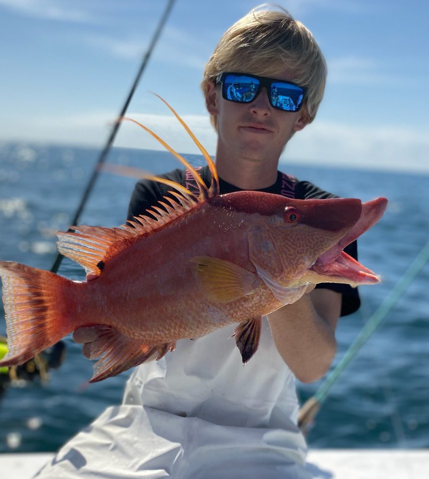 Hogfish in Gulf of Mexico, out of John’s Pass Coastal Angler & The