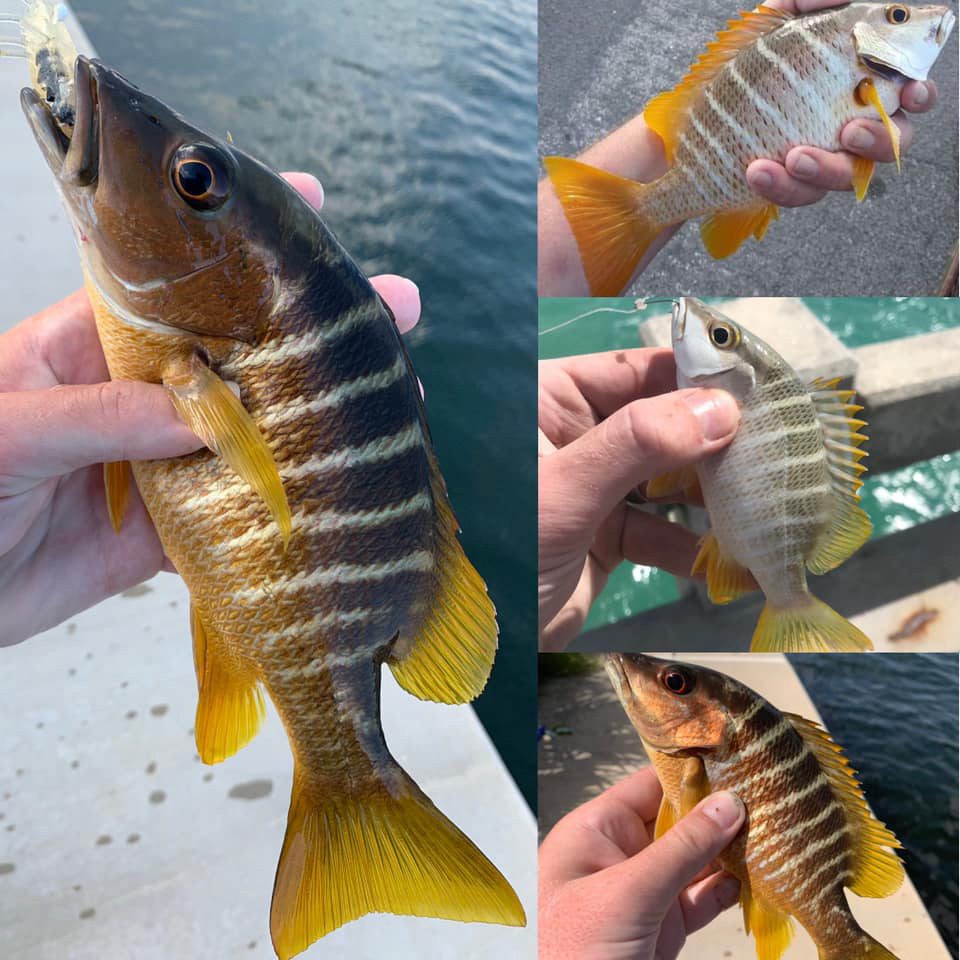 Fish School Snapper Identification Coastal Angler & The Angler Magazine