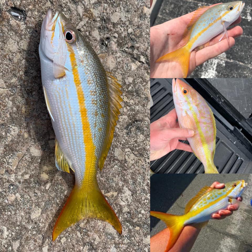 Fish School Snapper Identification Coastal Angler & The Angler Magazine