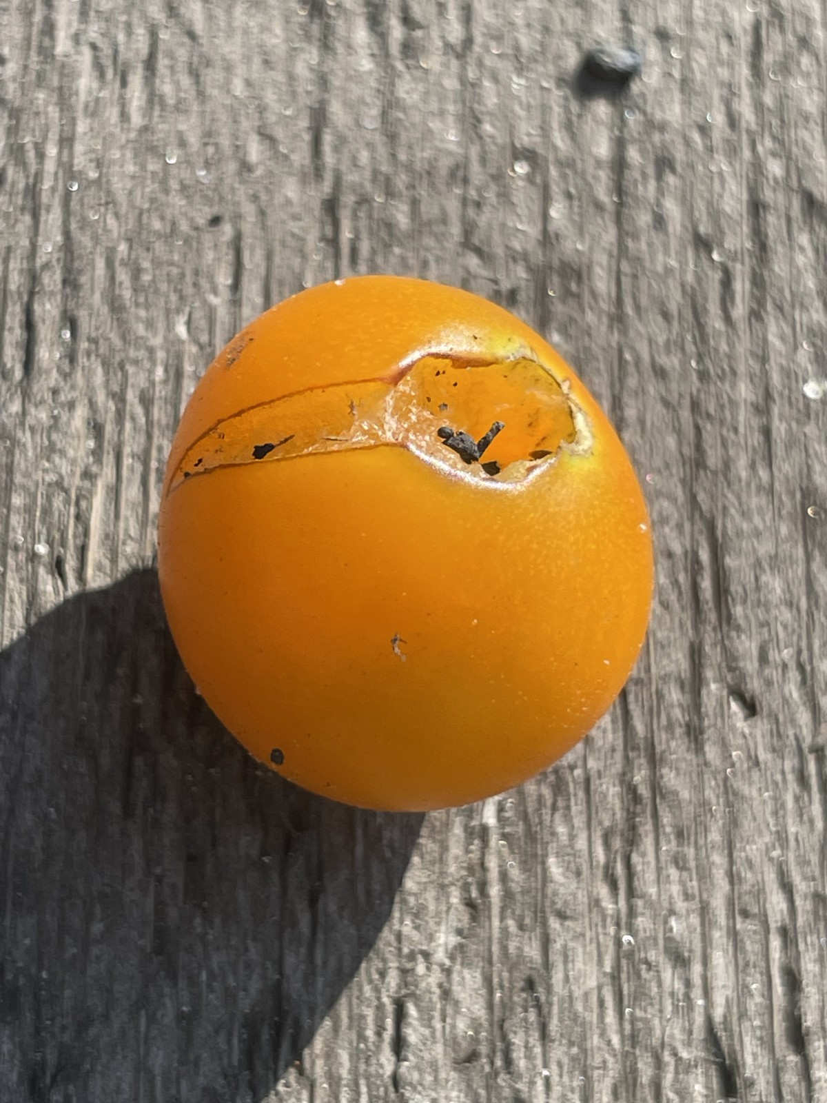 The Science Behind Splitting Tomatoes Unveiling Nature’s Quirks