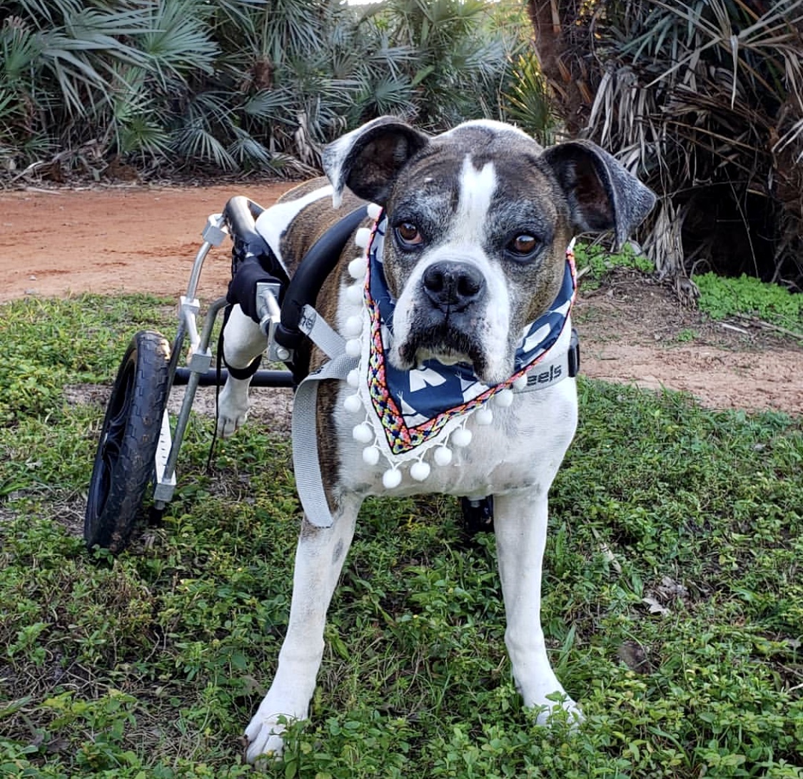 Rescue Stories Coastal Boxers Rescue