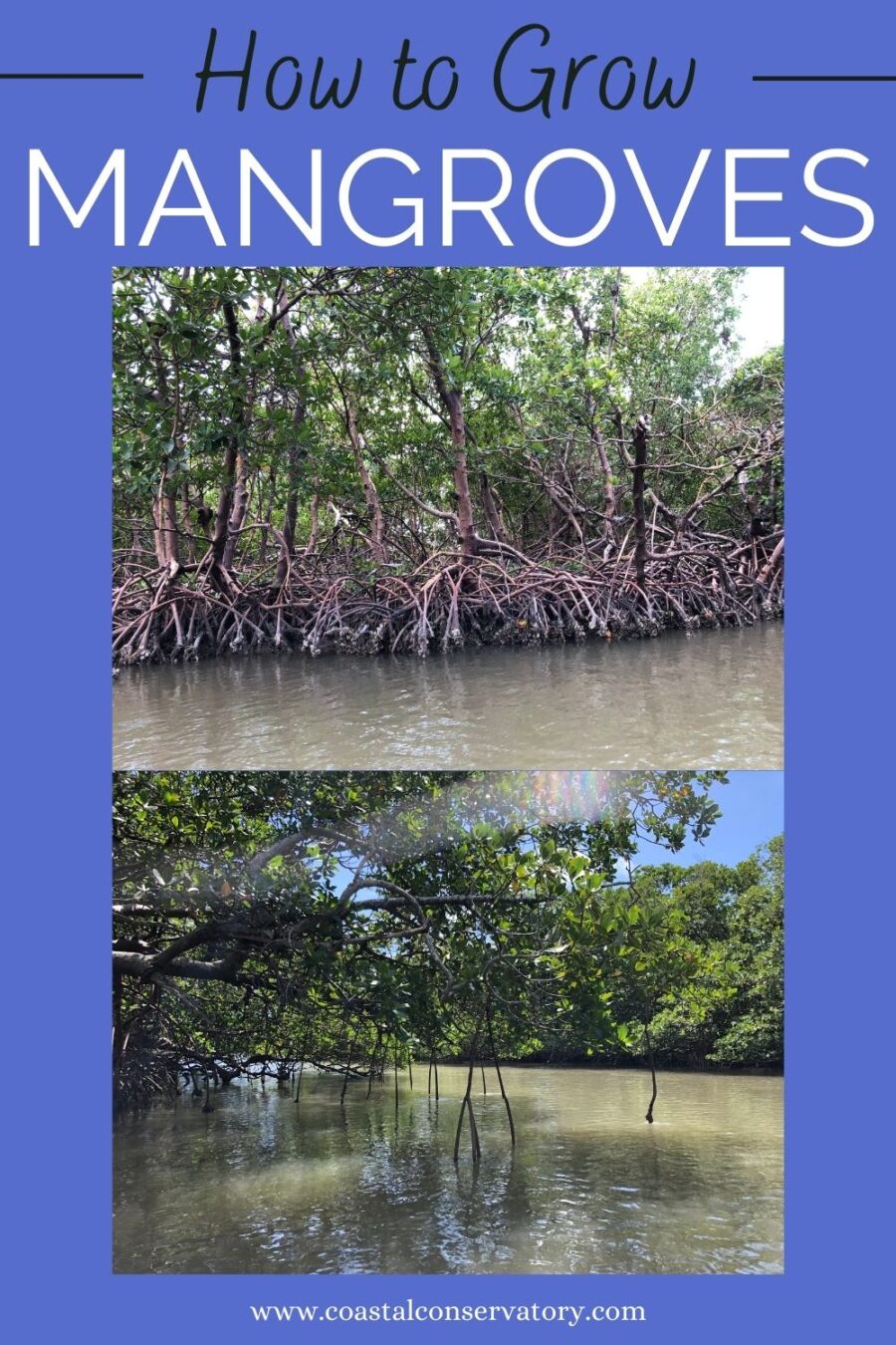 How to Grow Mangroves at Home Coastal Conservatory