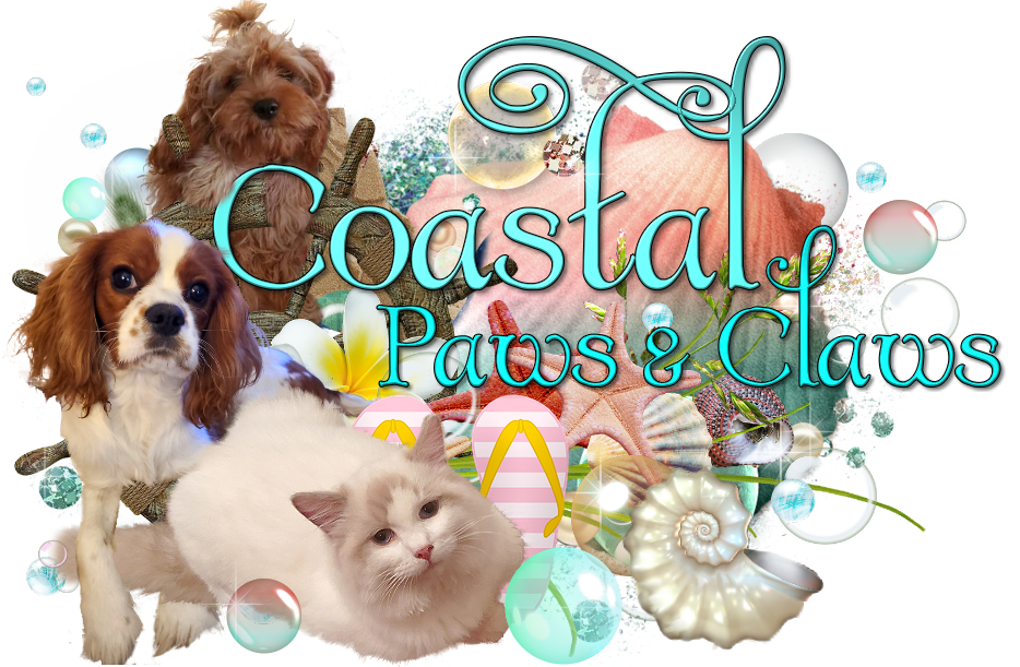 Cavaliers, Ragdoll Cats, Cavapoos Coastal Paws and Claws