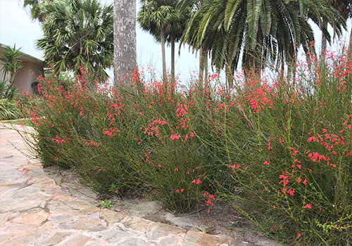 Residential Lawn Care Port Aransas, TX Coastal Scapes