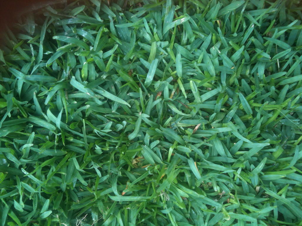 healthy lawns Coastal Turf