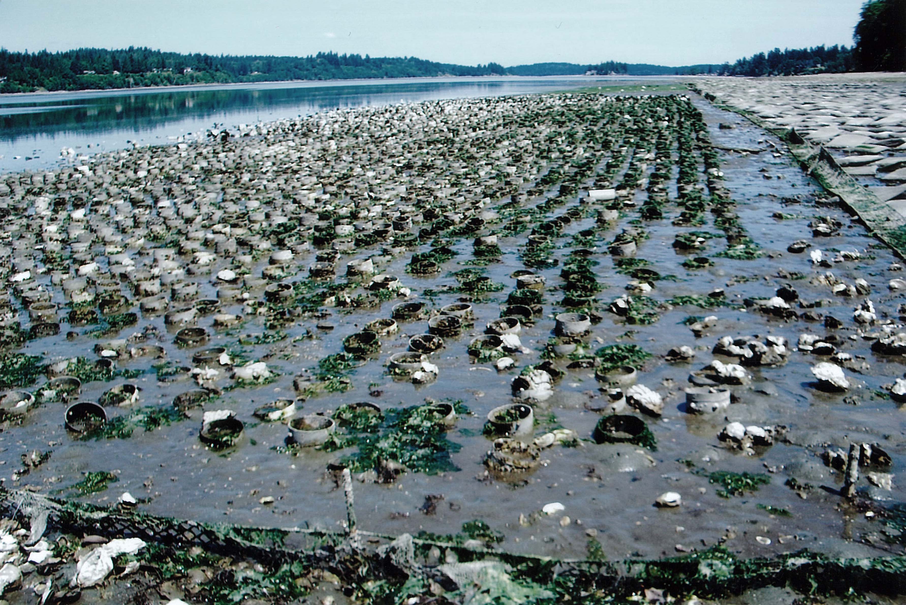Geoduck clam cultivation in Puget Sound, is Tomales Bay next? The Coastodian