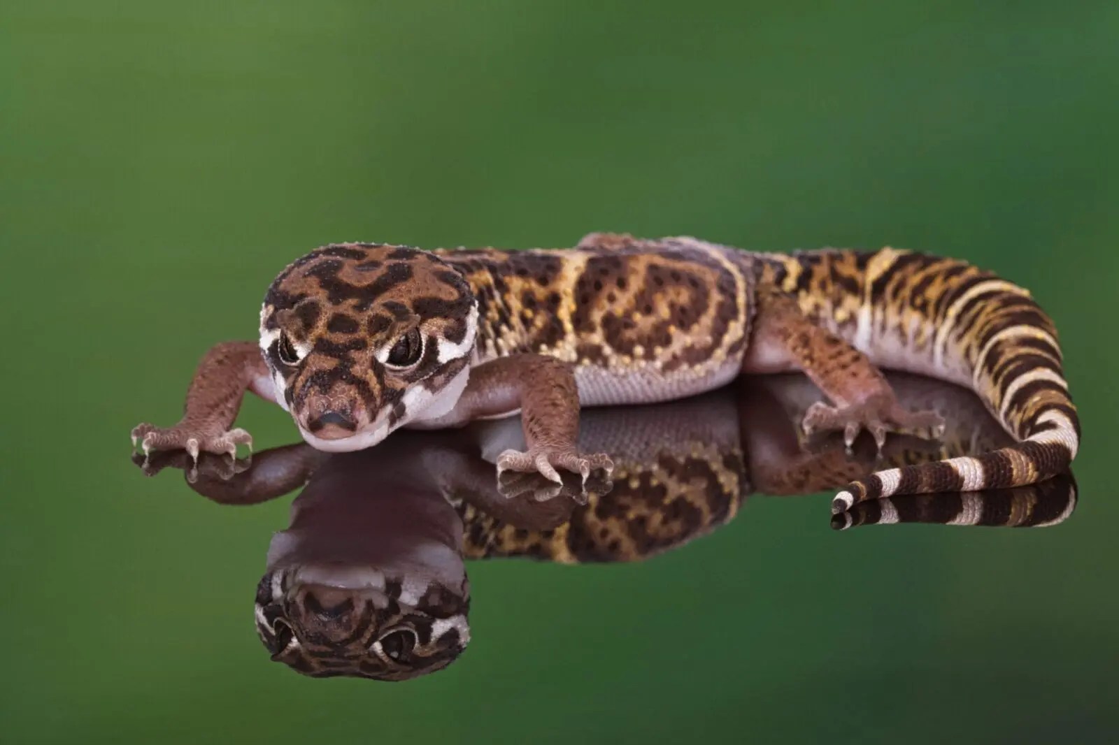 American Banded Gecko (Coleonyx mitratus) Coast To Coast