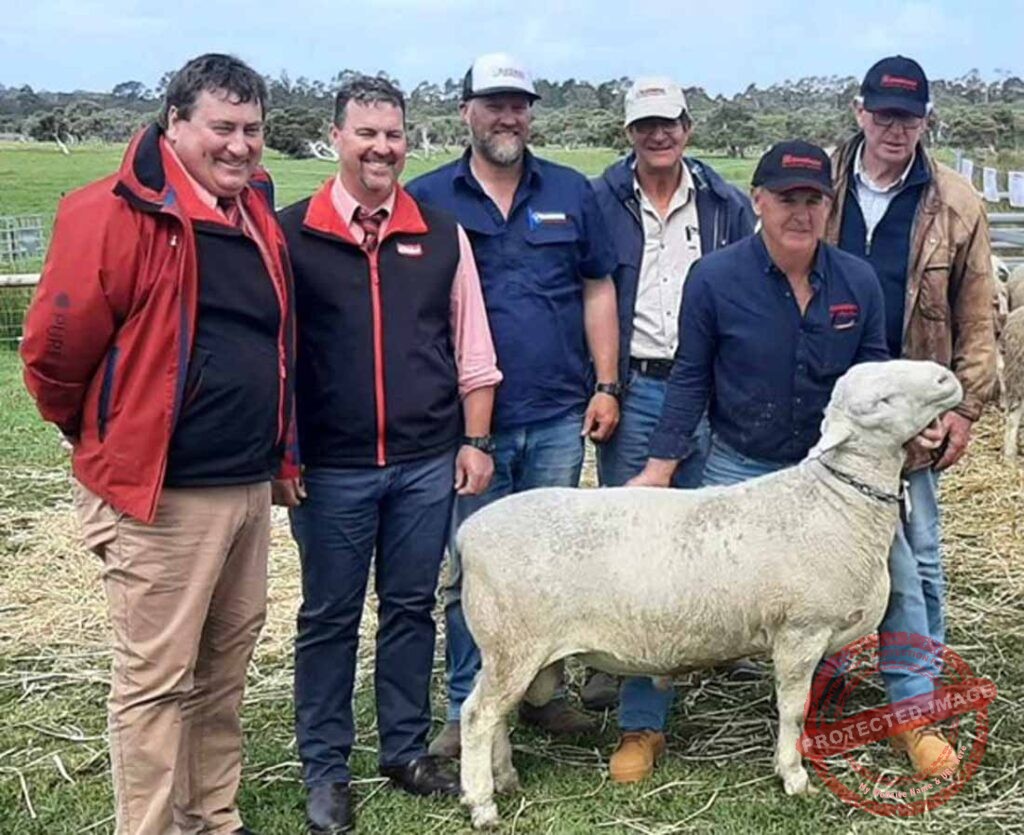 Cobar stud buys into a top priced ram at national sale The Cobar Weekly