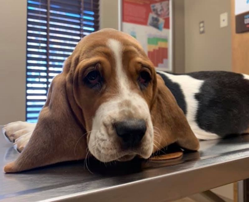 Best Veterinary Clinic In Midland, TX 79706 Cobb Veterinary Clinic