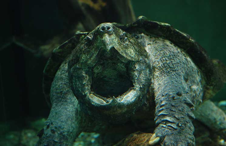 Crash Course What Do Turtles Eat?