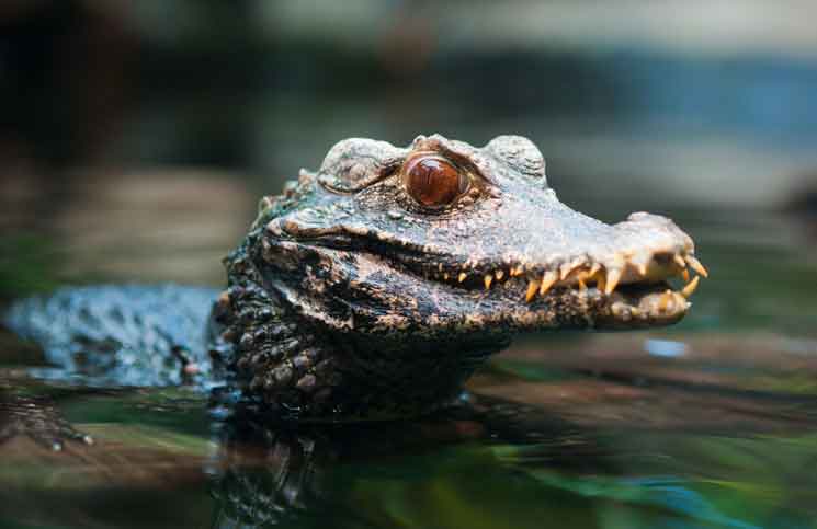 Dwarf Caiman The Perfect Croc Pet?