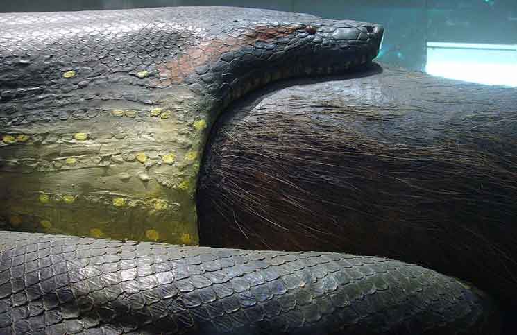 anaconda