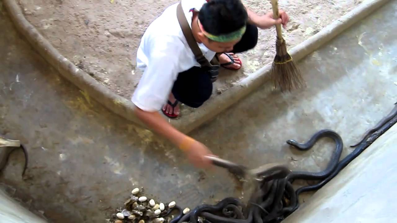 Watch Scariest Snake Poop Cleaning Job
