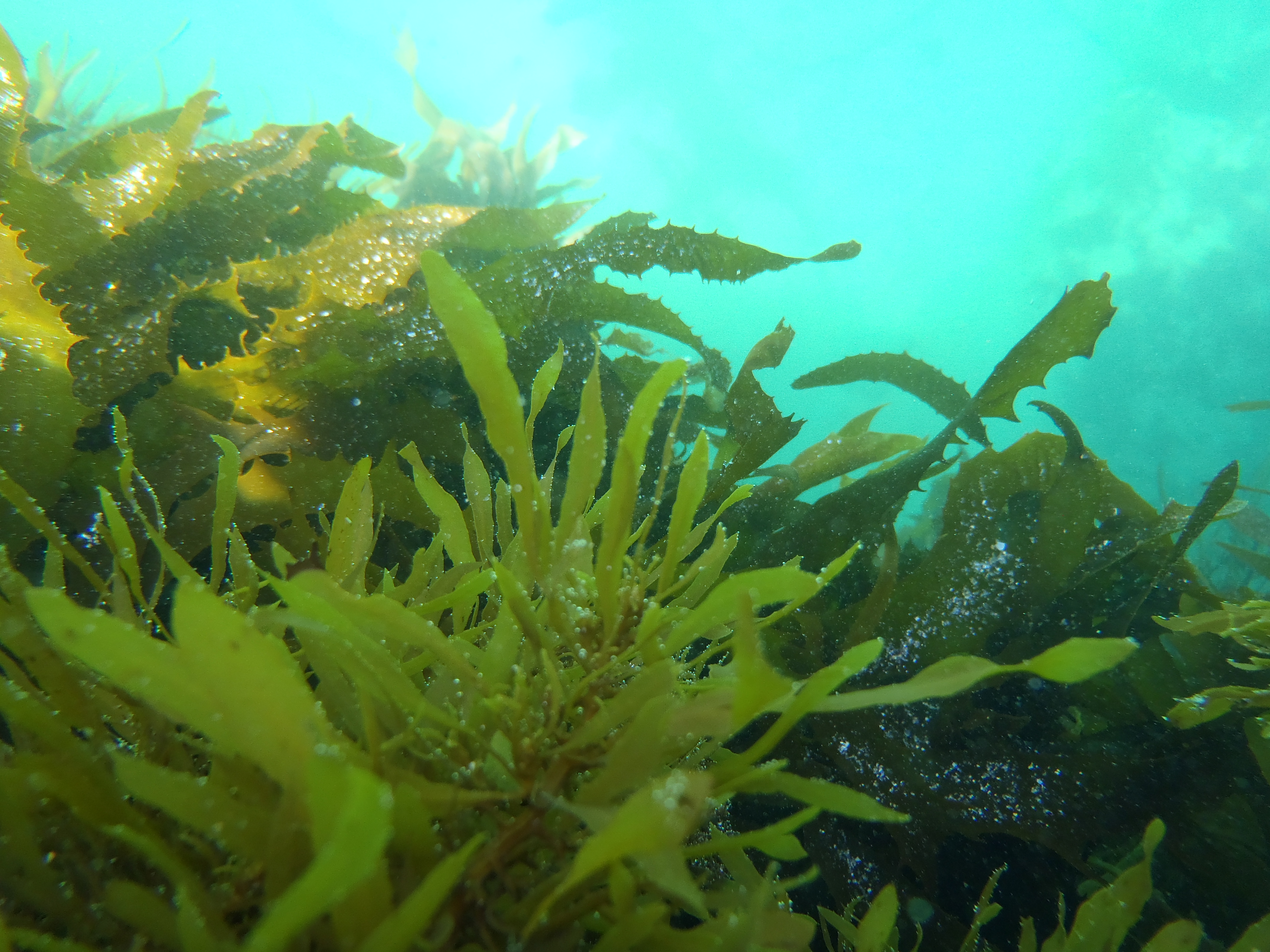 Photography Seaweed and Starfish CO'B by design