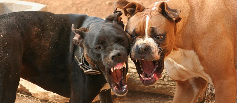 Dog Bites and Other Injuries A Dog Owner’s Legal Defenses in Michigan