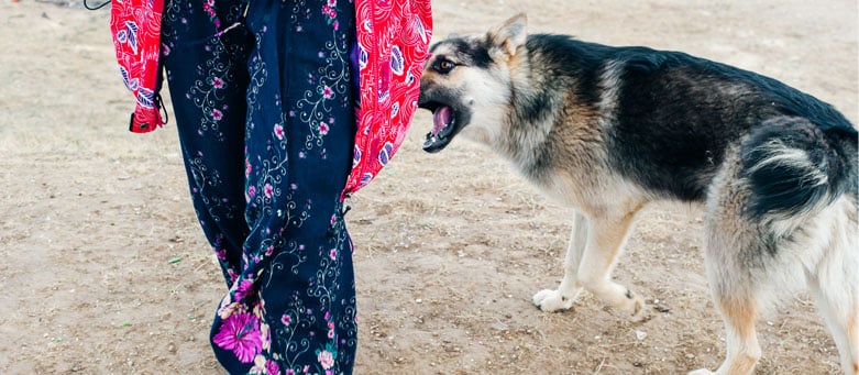 What to Expect in a Michigan Dog Bite Settlement Cochran Law