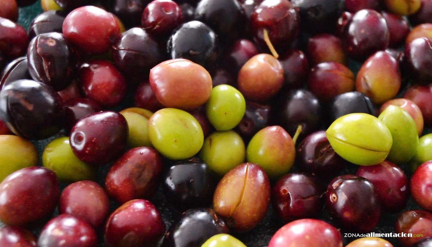 no usado capital Insatisfecho tipos de aceitunas para aceite de oliva