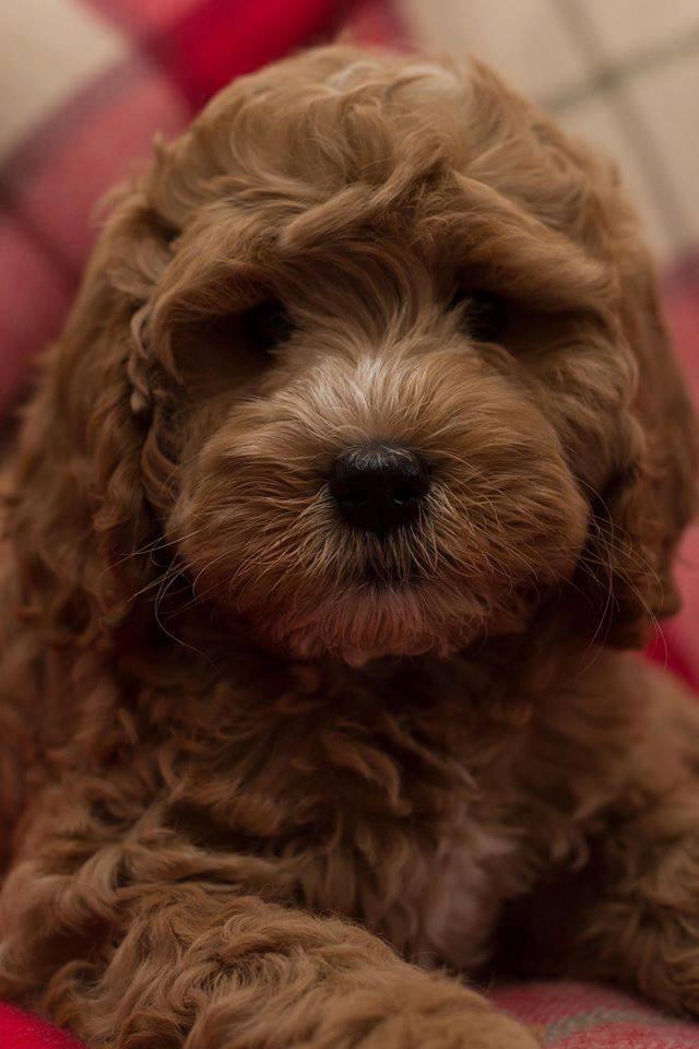 lightbrownpuppy Cockapoo For Life
