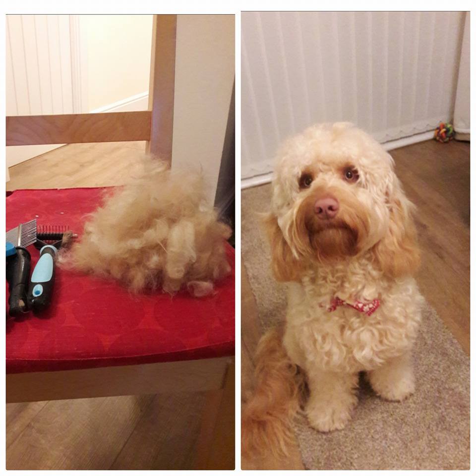 Do Cockapoo Dogs Shed