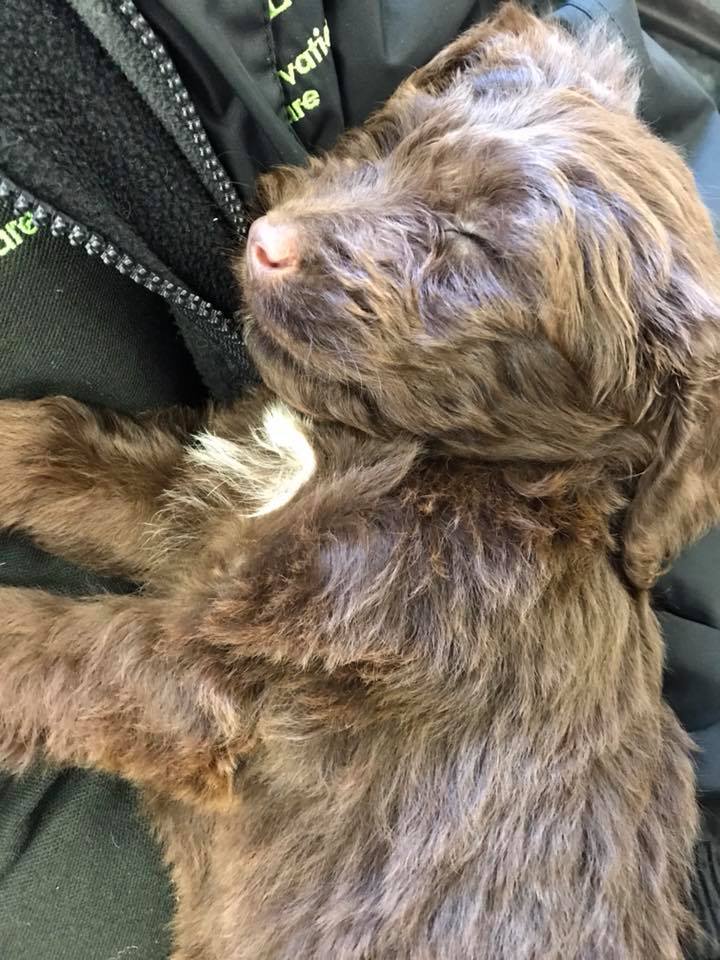 cockapoo full grown Cockapoo For Life