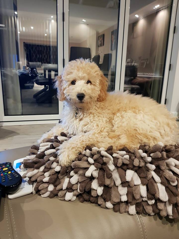 Do cockapoos shed hair Angle Iron Legraybeiruthotel