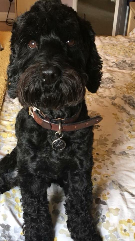 What Is The Average Life Expectancy Of A Cockapoo Cockapoo For Life