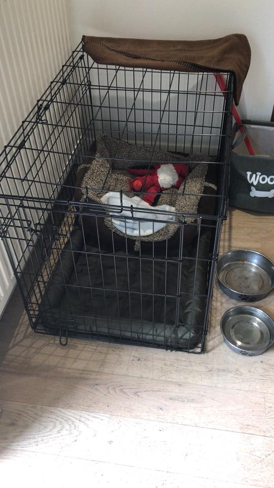 Dog Crating How To Successful Crate Your Cockapoo Cockapoo For Life