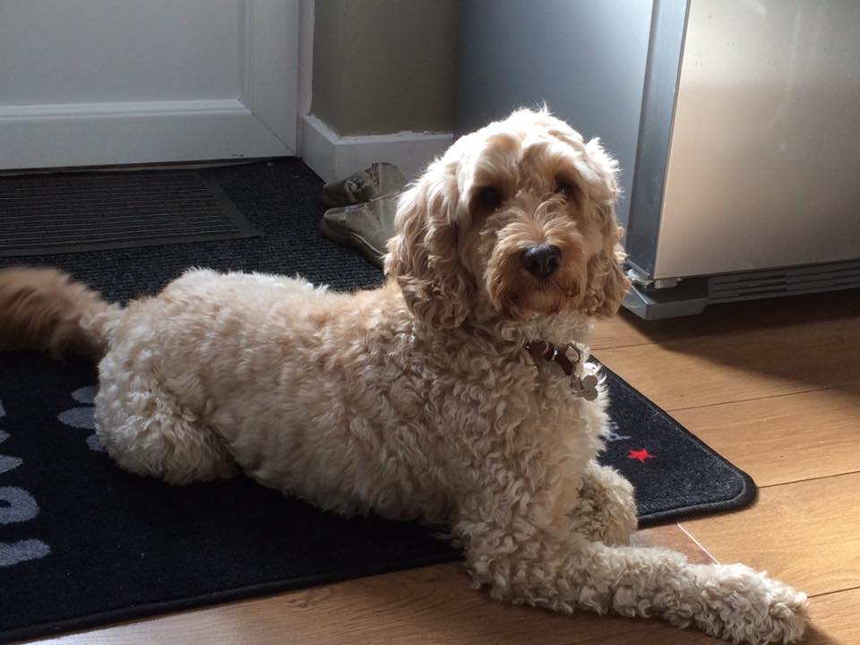 Cockapoo Wet or Dry Food? Deciding on the Perfect Diet for your