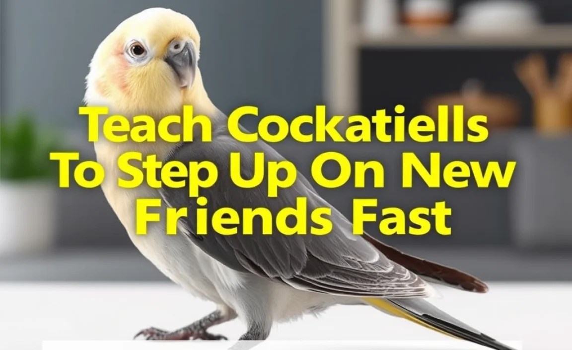 Preparing Your Cockatiel for Socialization