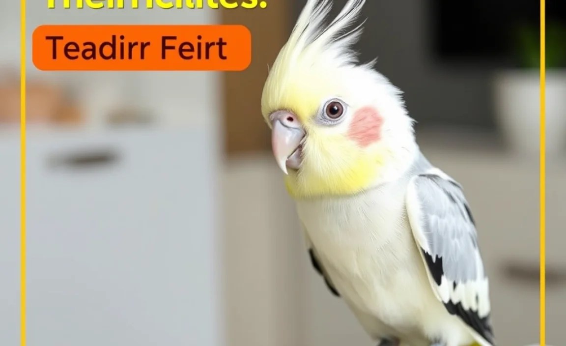 Teaching and Training Cockatiels