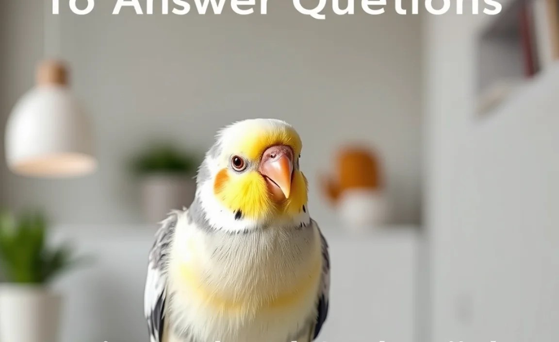 Understanding Cockatiel Communication