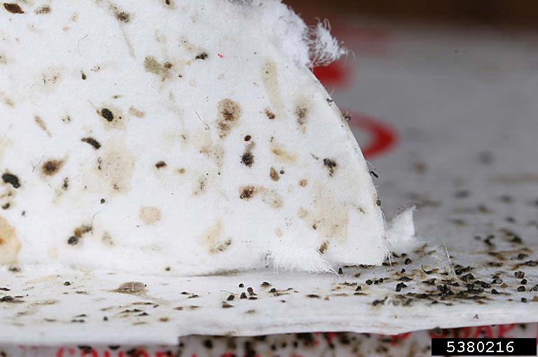 What Do Roach Droppings Look Like? Cockroach Facts