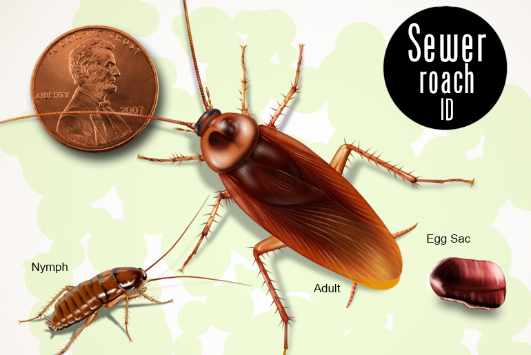 How To Get Rid Of Roaches In Kitchen Sink Things In The Kitchen