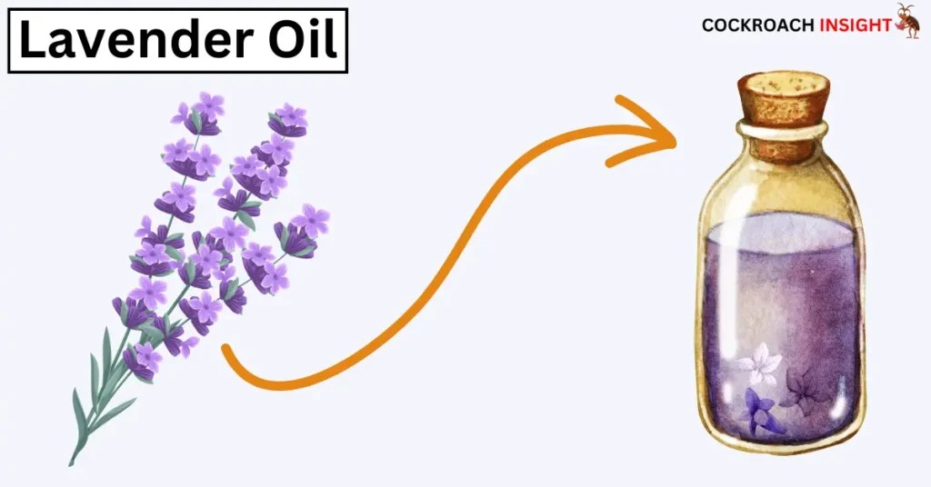 The Best Scents That Repel Cockroaches 10