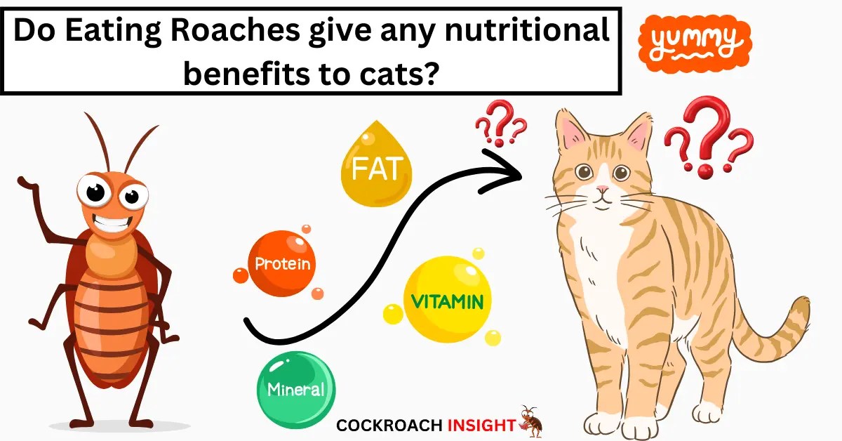 Do Cats Really Eat Roaches? 6