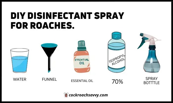 Does Lysol Kill Roaches? [Yes, But Only On]