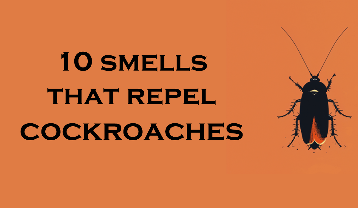 10 Smells That Repel Cockroaches Most Effective