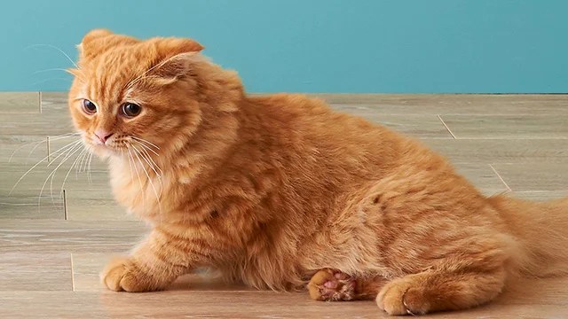 スコティッシュフォールドはかわいそう 病気や障害について 飼い猫ココのブログ