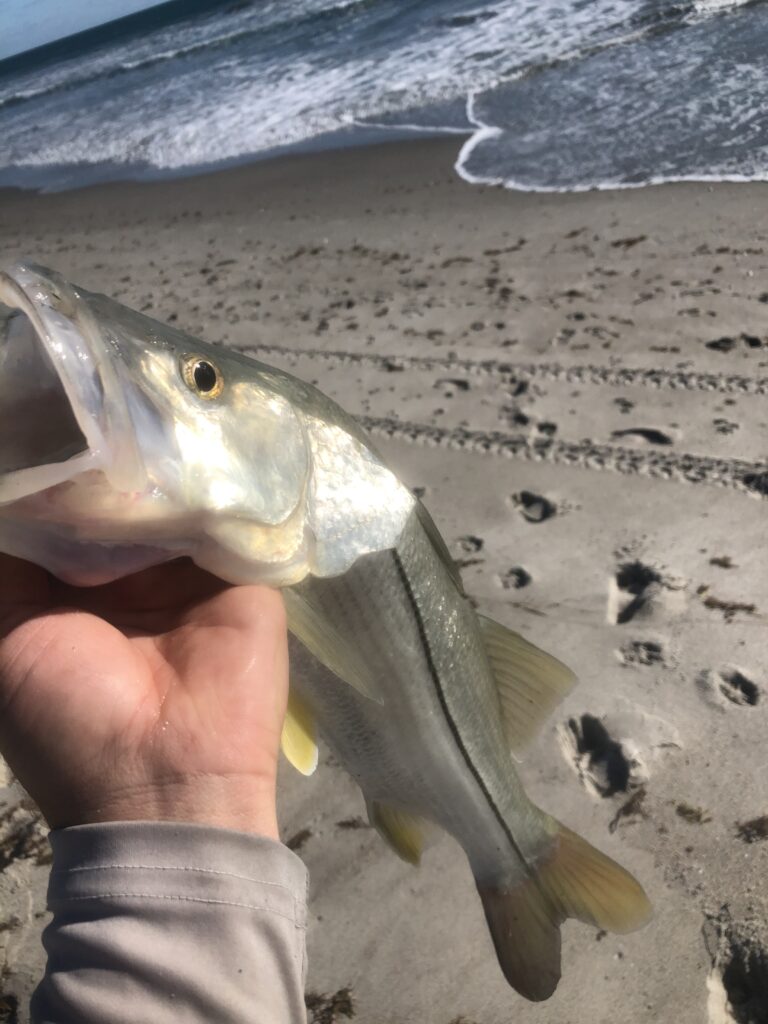 Space Coast Surf Fishing Report for Cocoa Beach to Sebastian Inlet