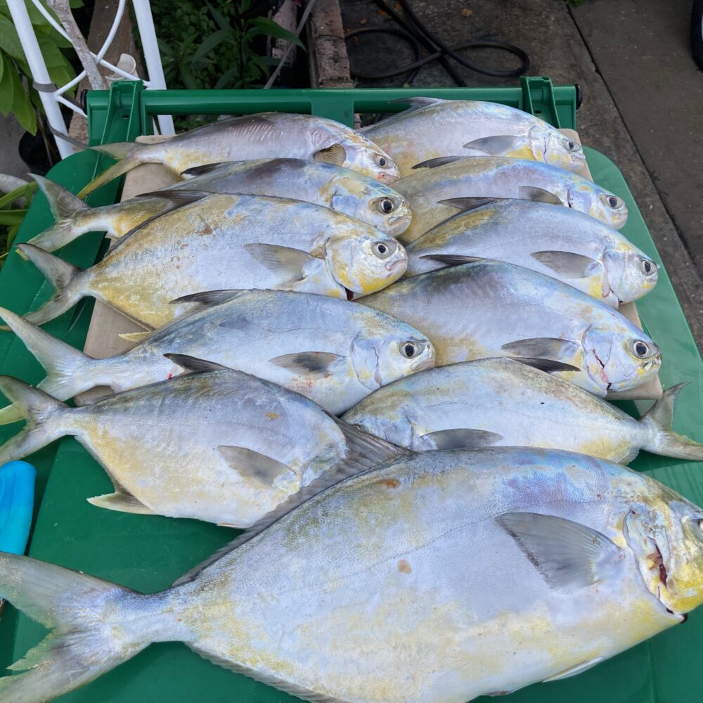 Space Coast Surf Fishing Report Cocoa Beach Surf Fishing Charters