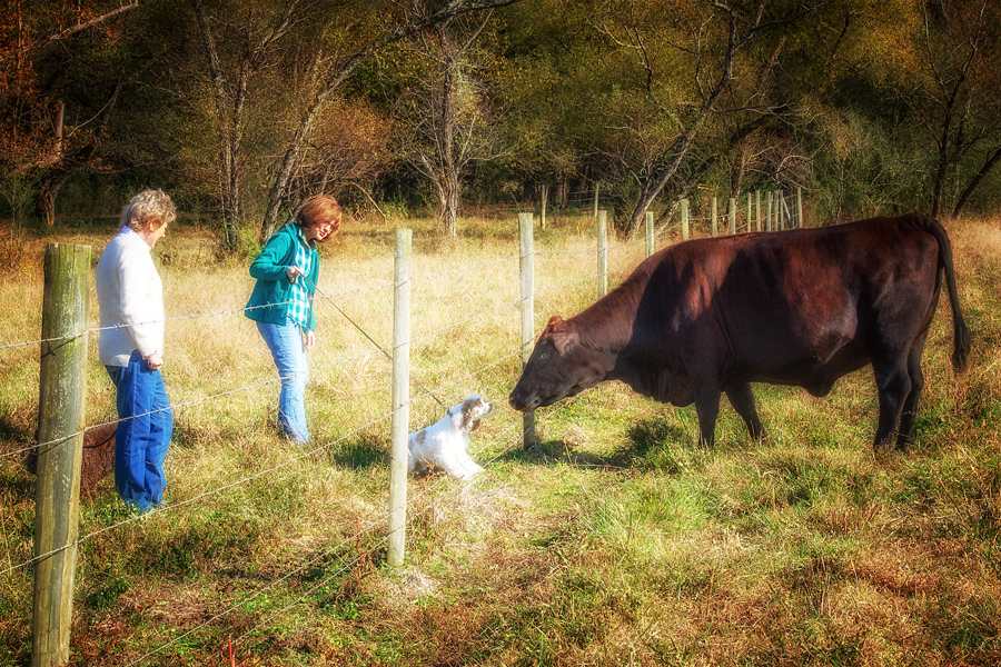 dighton cow chip festival 2023 hours Chip Meet Mrs. Cow! Cocoa Smiles