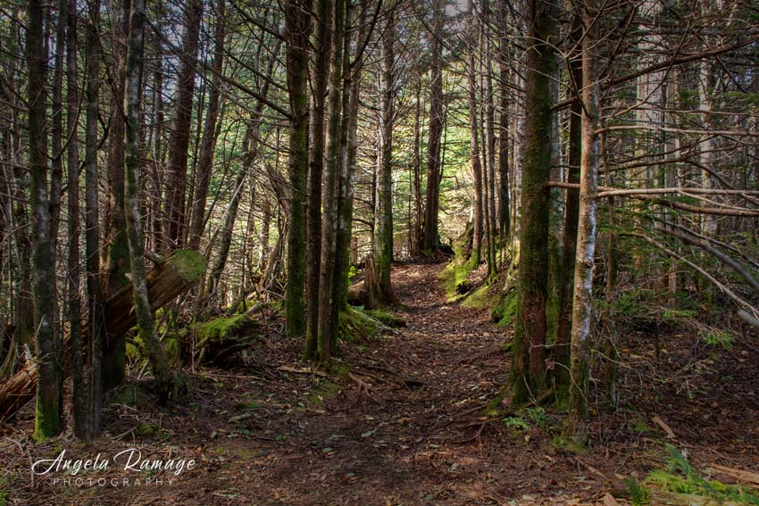 Richland Balsam The Highest Point on the Blue Ridge Cocoa Smiles