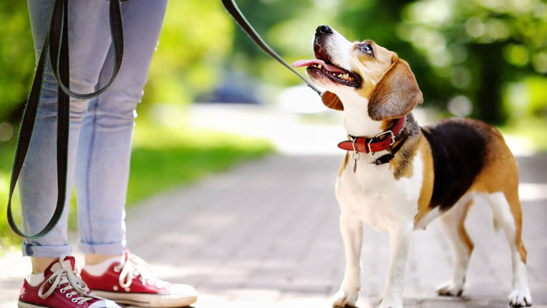 Veterinarian Reviews In Cocoa FL Cocoa Veterinary Hospital